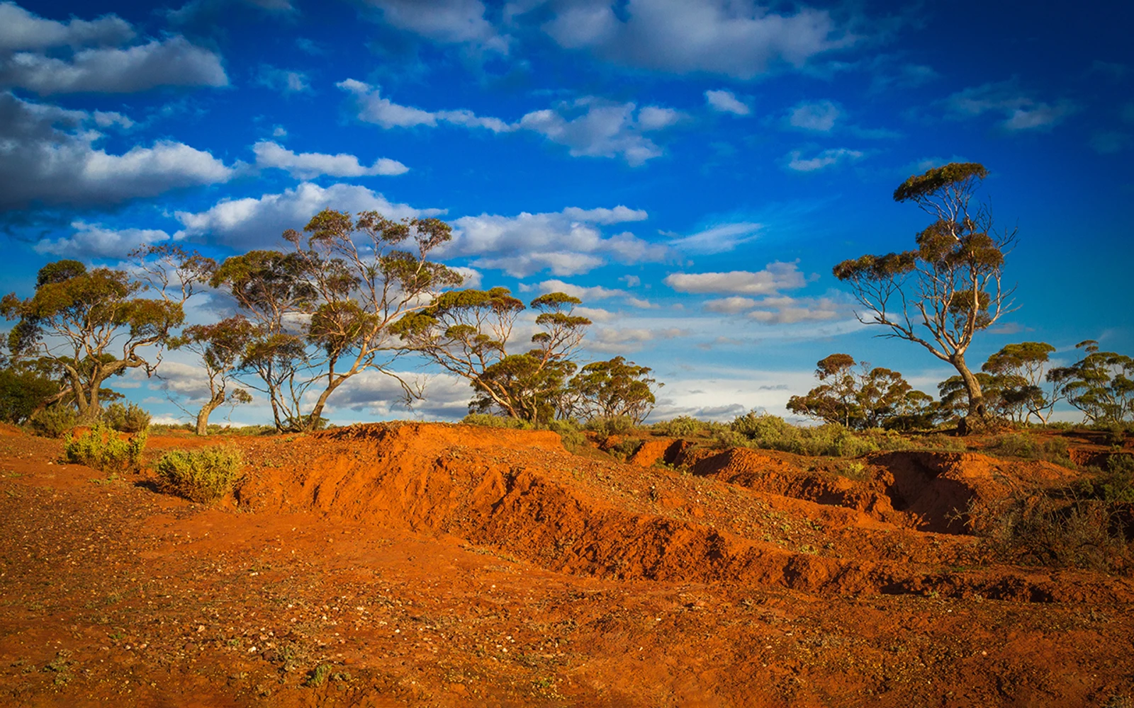 Outback landscape with trees in the distance