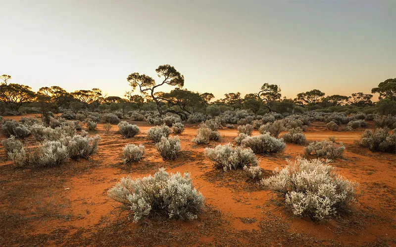 Outback